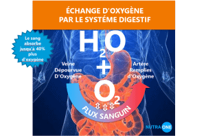 Échange d'oxygène par le système digestif