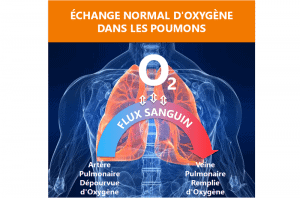 Échange normal d'oxygène dans les poumons